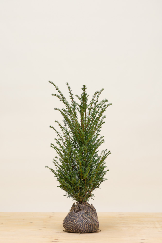 Europäische Eibe Wurzelballen 80-100 cm Wurzelballen