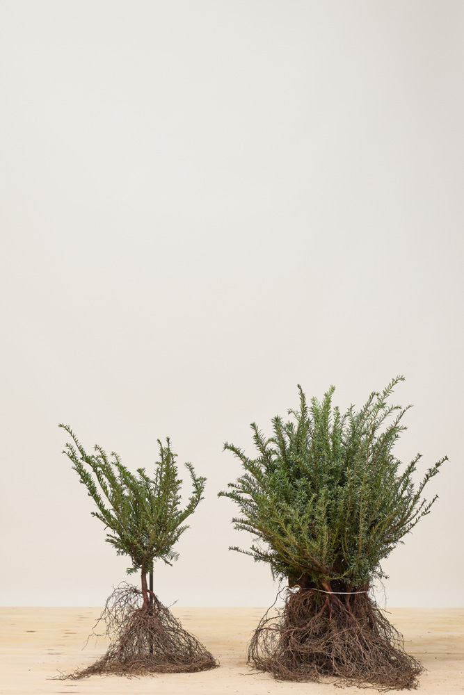 Europäische-Eibe-Wurzelware-30-40