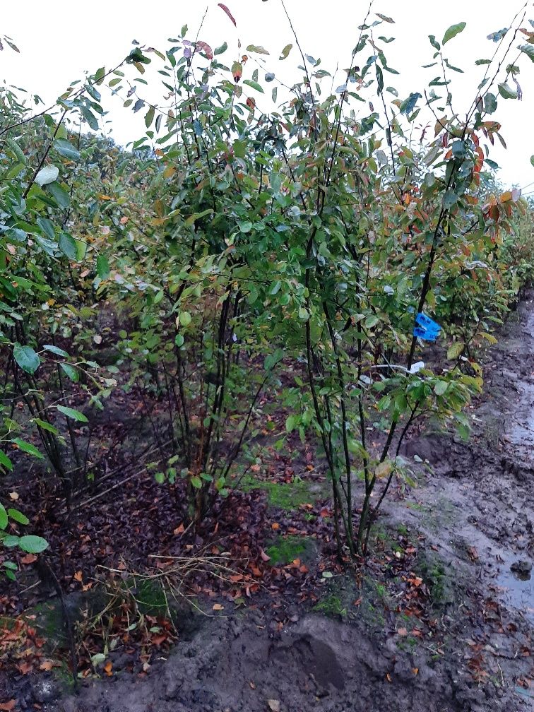 Felsenbirne Wurzelballen 225-250 cm Wurzelballen