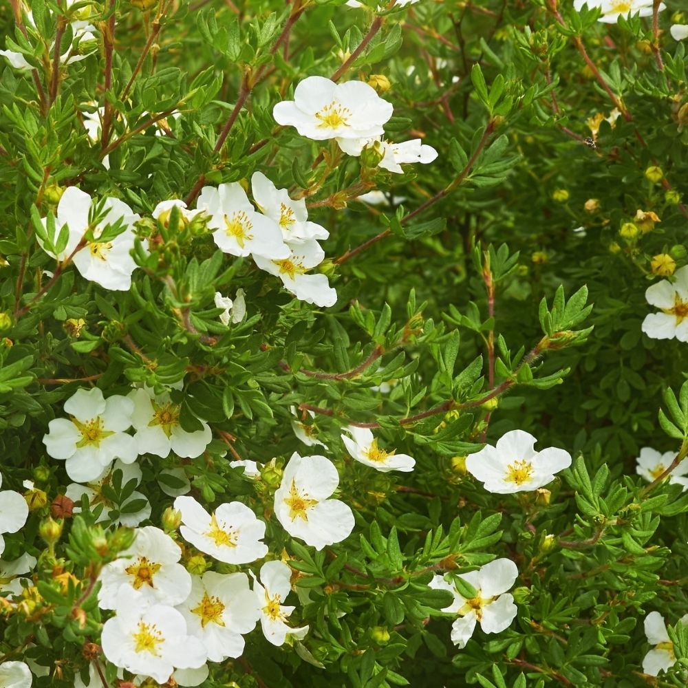 Fingerstrauch Abbotswood