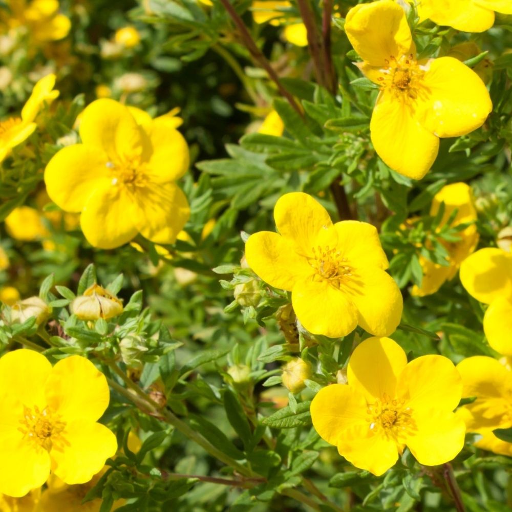 Fingerstrauch Goldfinger