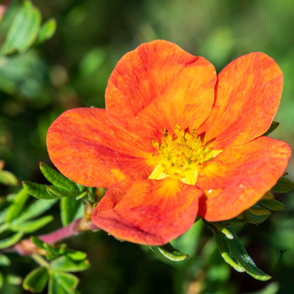 Fingerstrauch Red Ace