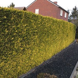 Gelbe Scheinzypresse