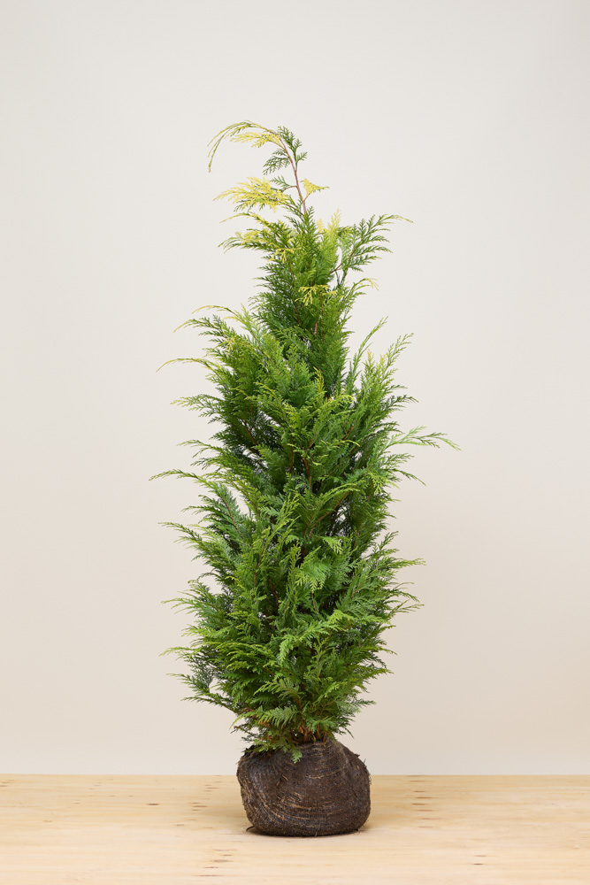 Gelbe Scheinzypresse Wurzelballen 150-175 cm Wurzelballen