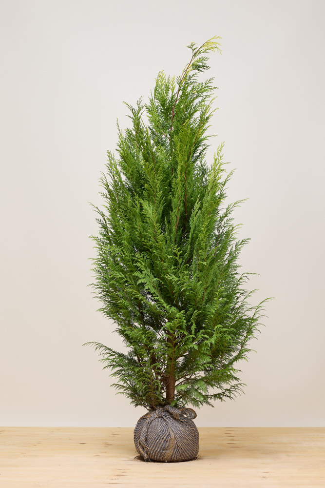 Gelbe Scheinzypresse Wurzelballen 175-200 cm Wurzelballen