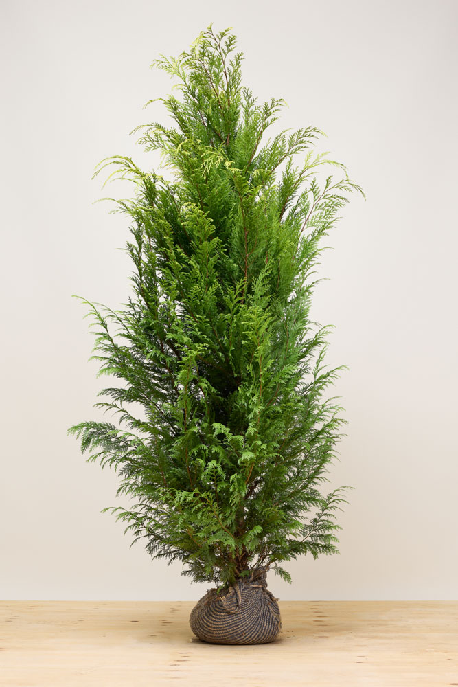 Gelbe Scheinzypresse Wurzelballen 200-225 cm Wurzelballen