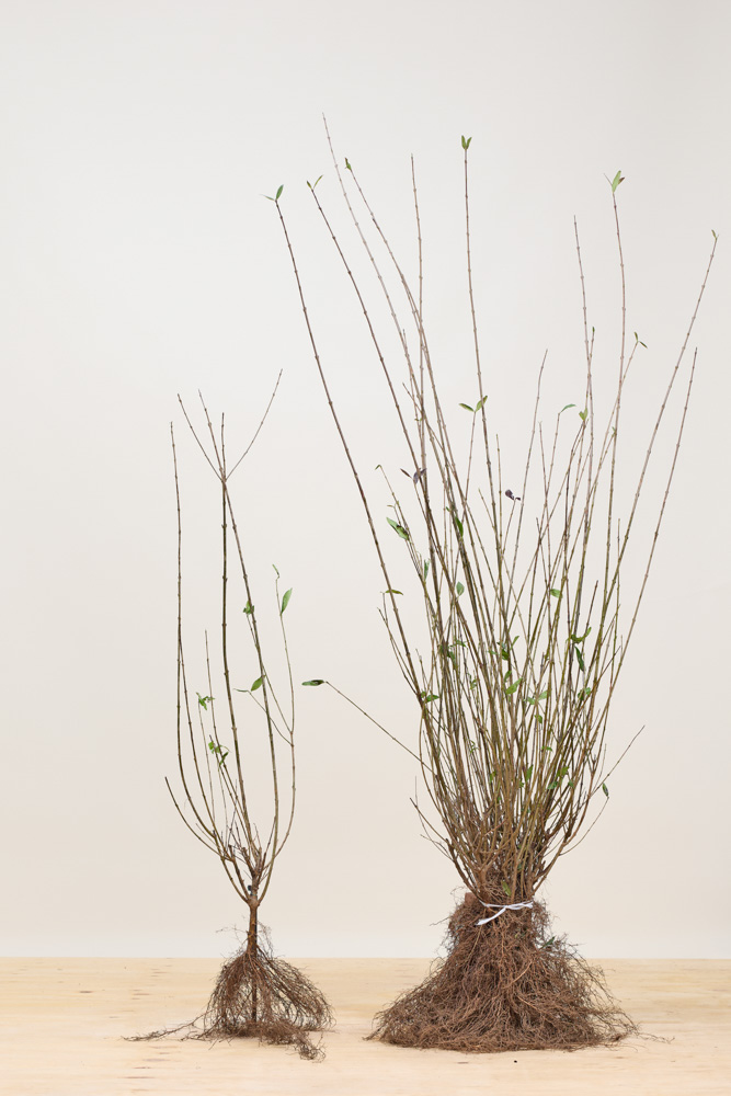 Gemeiner-Liguster-Wurzelware-100-125