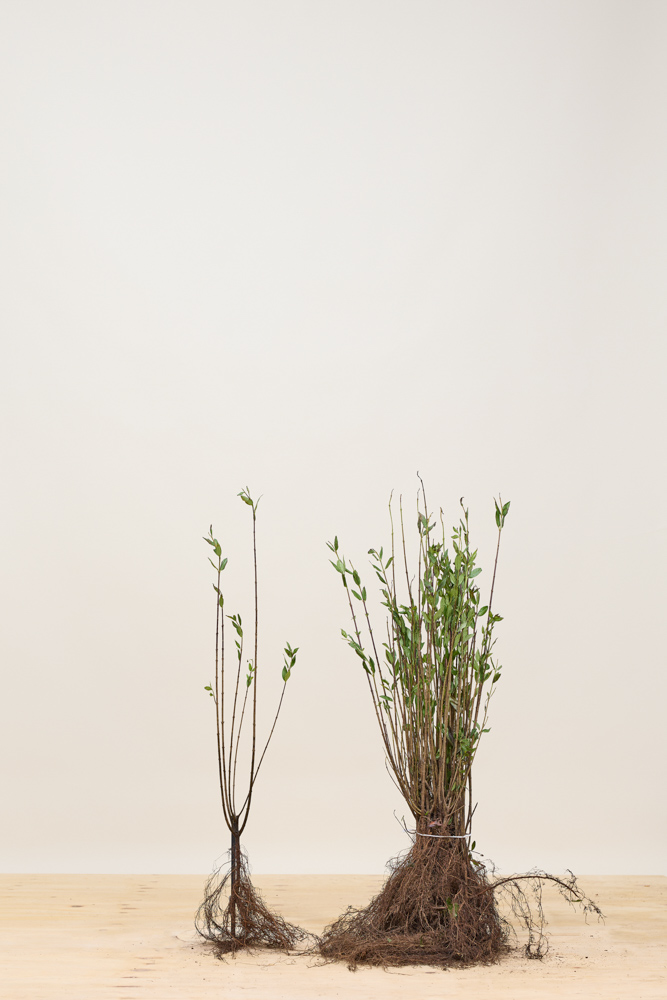 Gemeiner-Liguster-Wurzelware-40-60