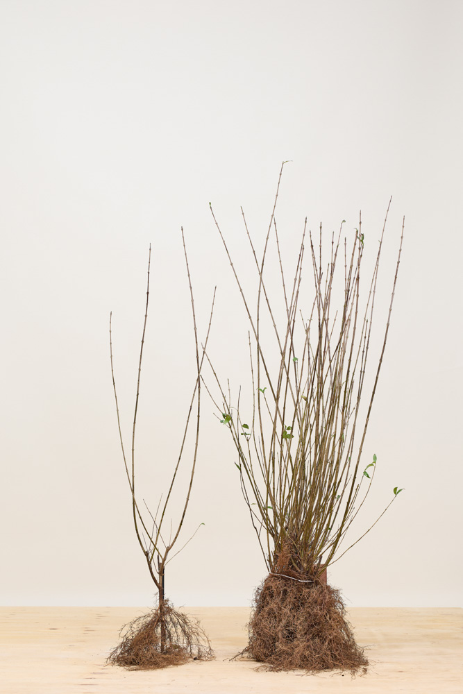 Gemeiner-Liguster-Wurzelware-80-100