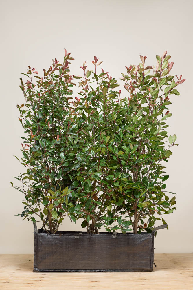 Glanzmispel Fertighecke 160-170 cm Fertighecke