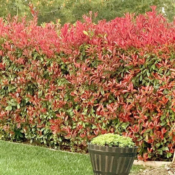 Glanzmispel 'Red Robin'