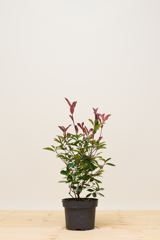 Glanzmispel-Topf-60-80