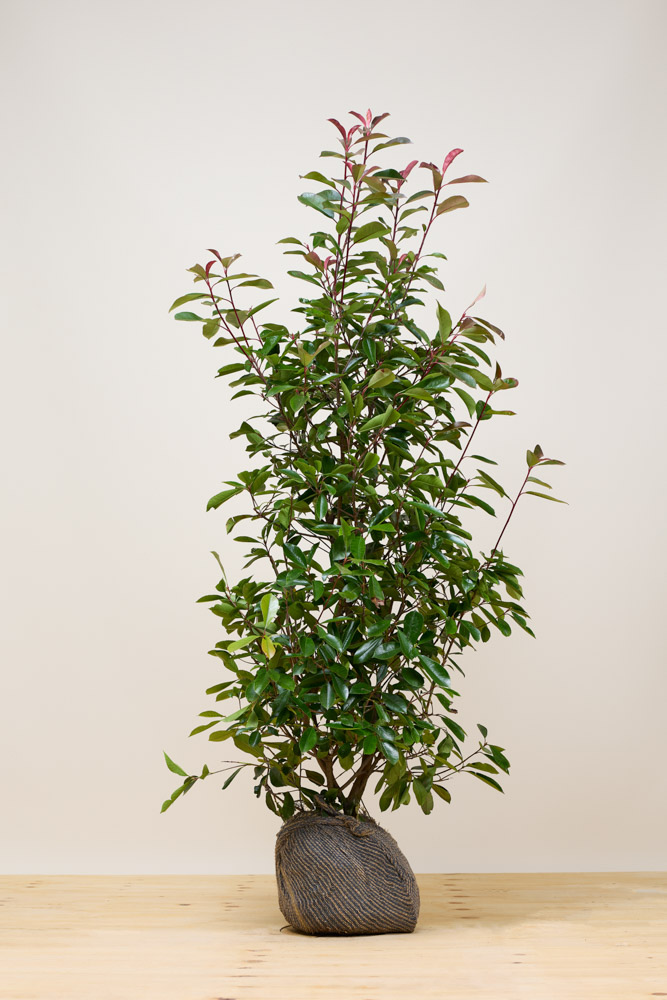 Glanzmispel Wurzelballen 150-175 cm Wurzelballen