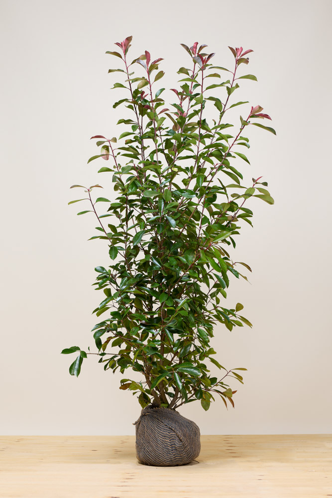 Glanzmispel Wurzelballen 175-200 cm Wurzelballen