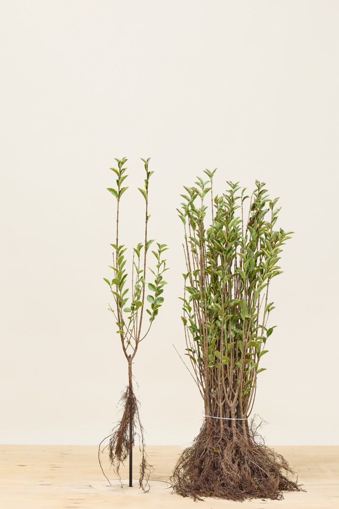 Goldliguster-Wurzelware-60-80