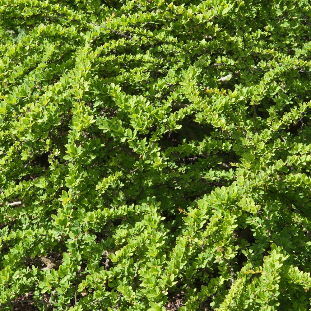 Grüne Heckenberberitze