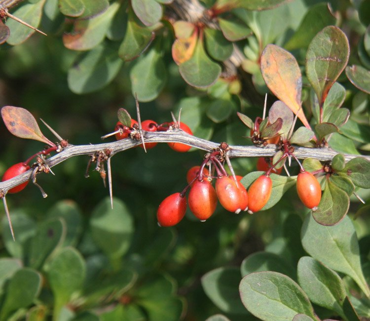 Grüne-Heckenberberitze-ALG INZ