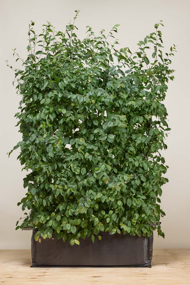 Hainbuche Fertighecke 150+ cm Fertighecke