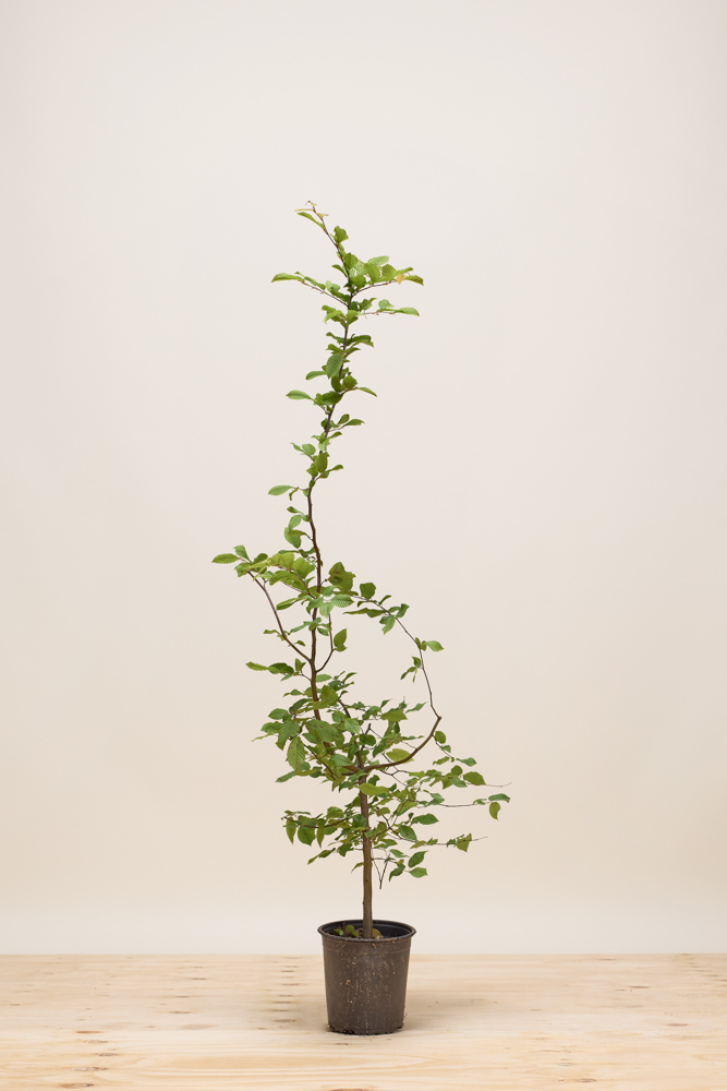 Hainbuche Topf 100-125 cm Topf