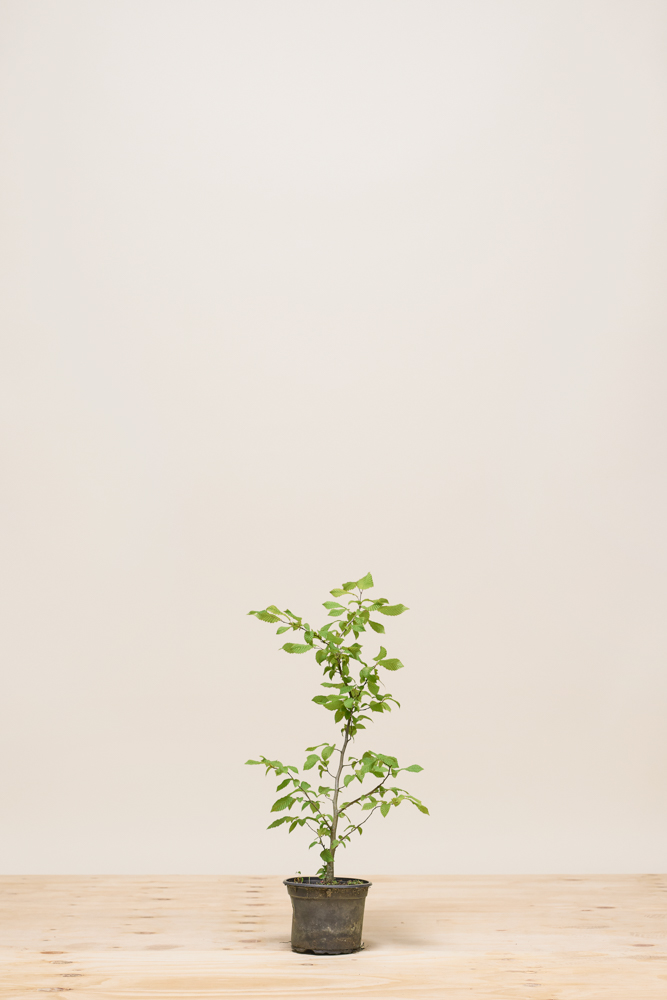 Hainbuche Topf 40-60 cm Topf