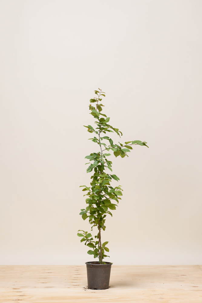 Hainbuche Topf 80-100 cm Topf