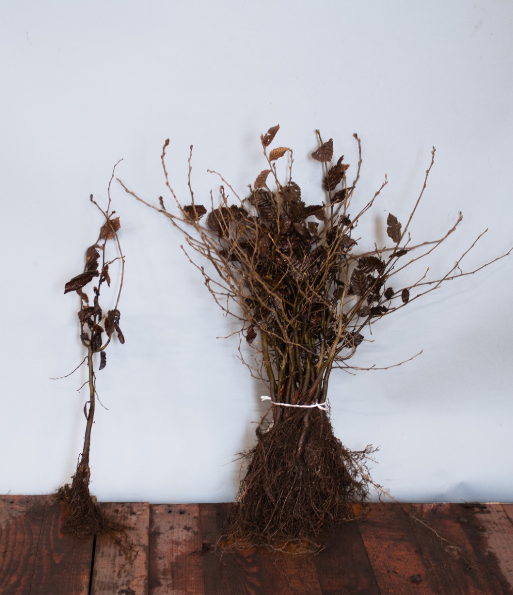 Hainbuche Wurzelware 40-60 cm Wurzelware