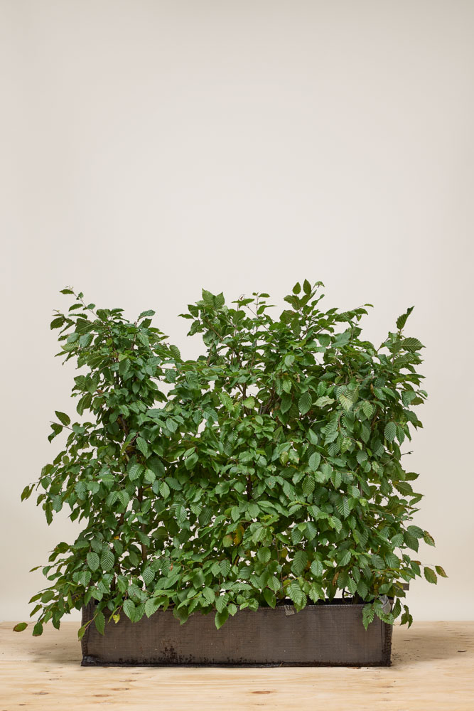 Hainbuche Fertighecke 80-100 cm Fertighecke