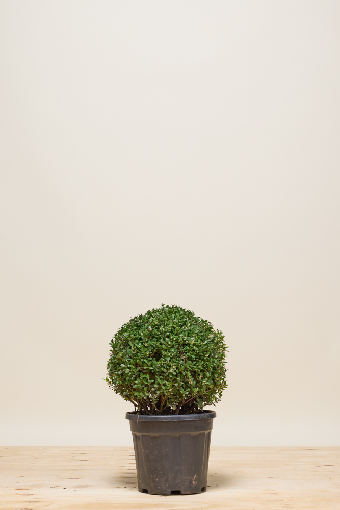 Japanische Stechpalme Kugel 40 cm Topf