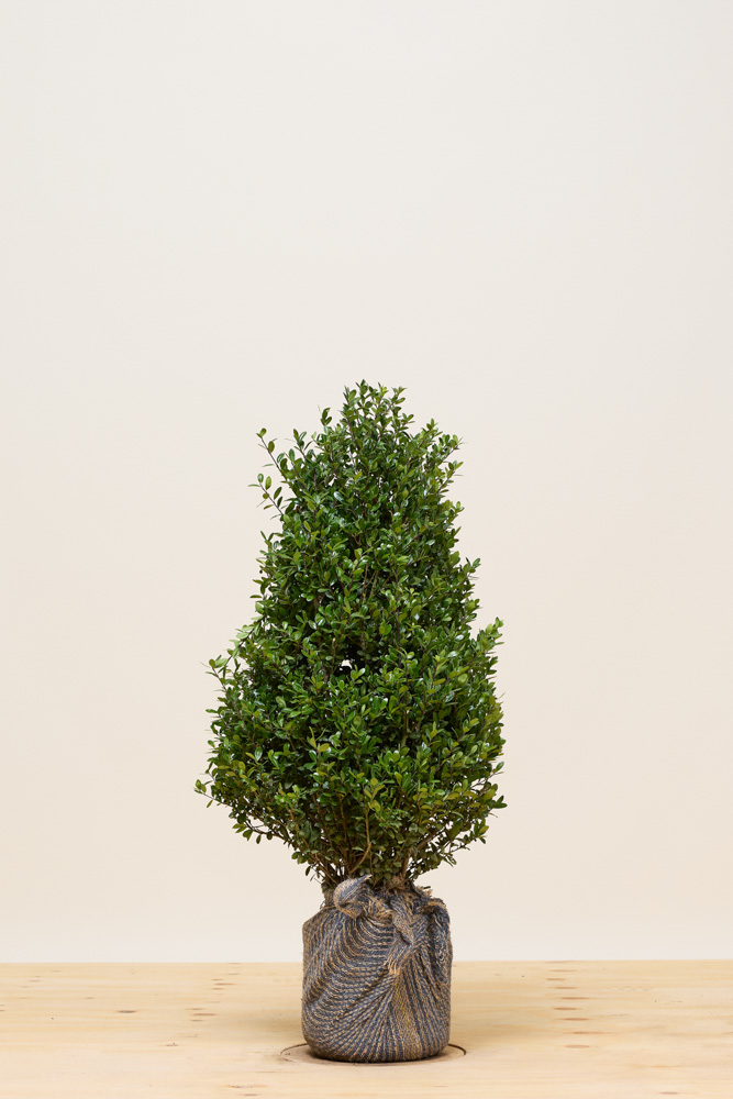 Japanische Stechpalme Wurzelballen 40-60 cm Wurzelballen