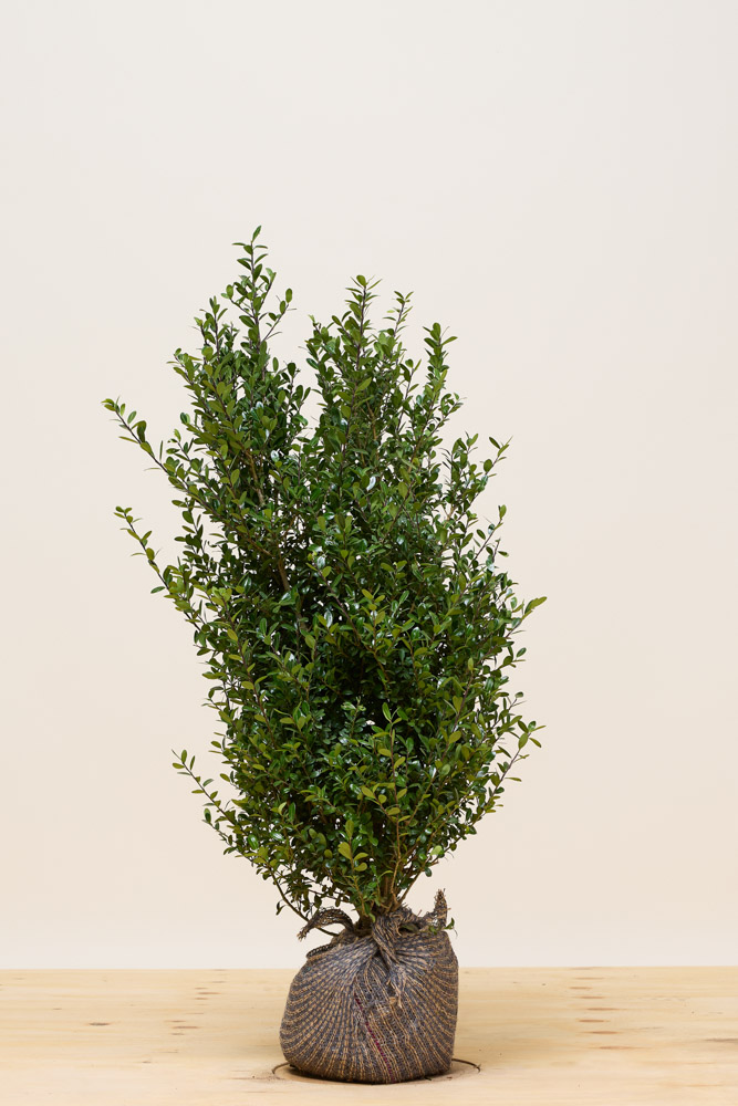 Japanische-Stechpalme-Wurzelballen-80-100