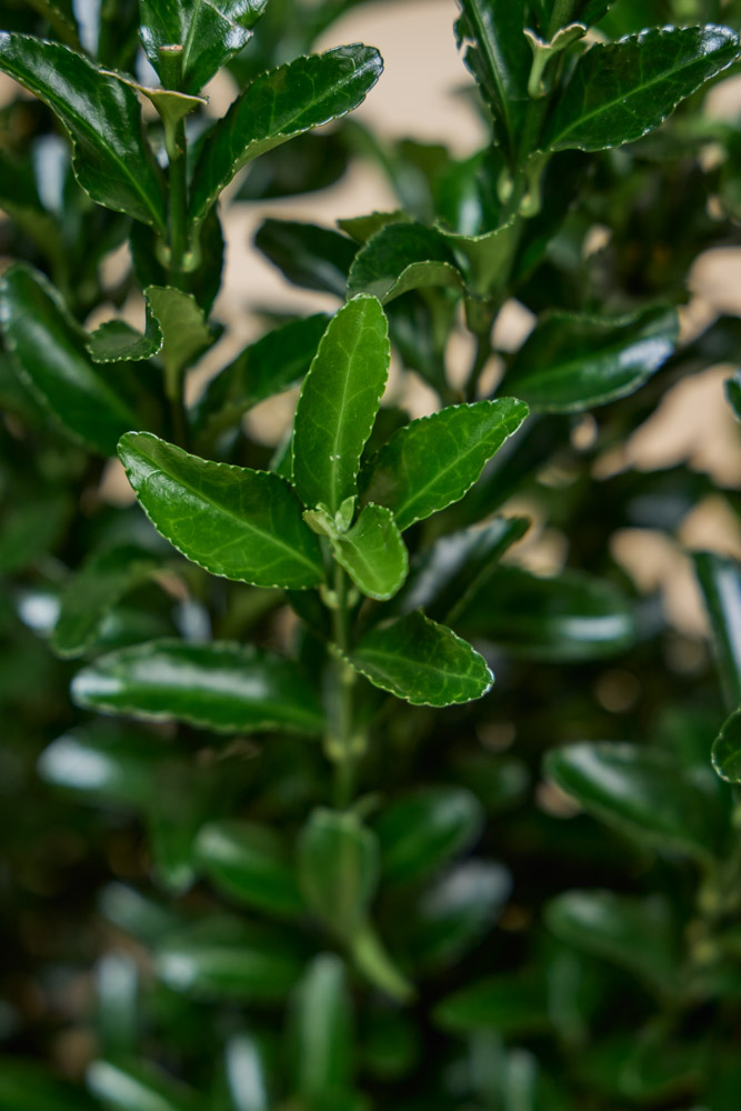 Japanischer-Spindelstrauch-Jean-Hugues-ALG INZ