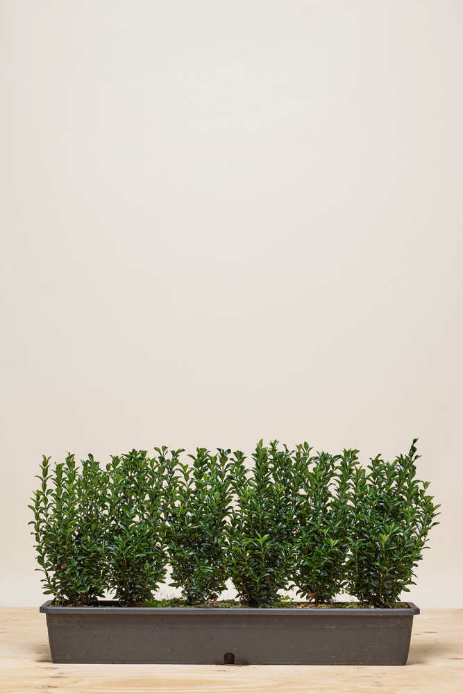 Japanischer-Spindelstrauch-Jean-Hugues-Fertighecke-30+