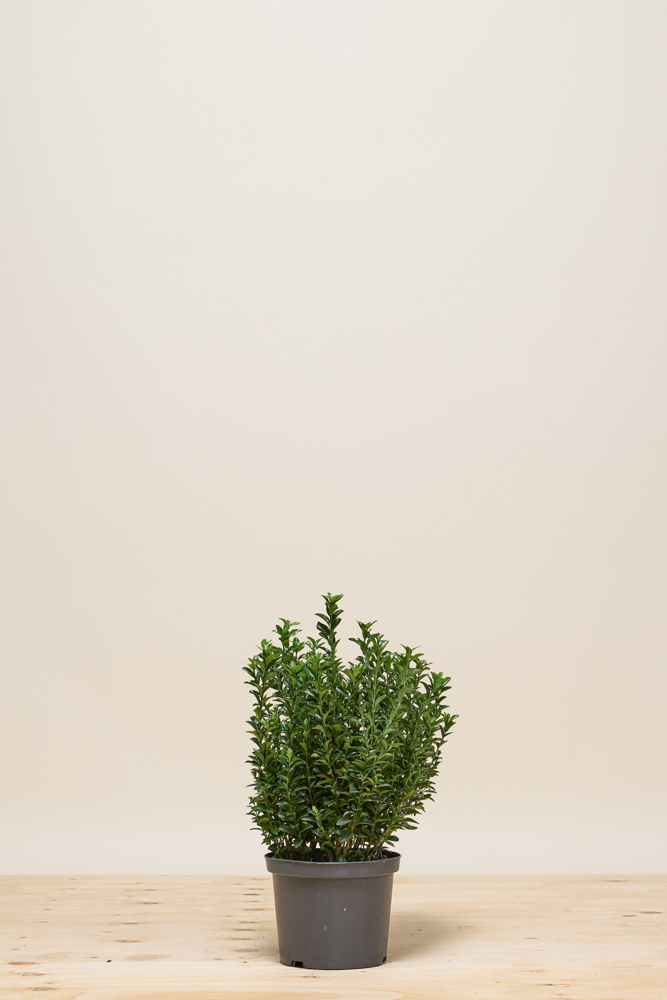 Japanischer-Spindelstrauch-Jean-Hughes-Topf-40-50