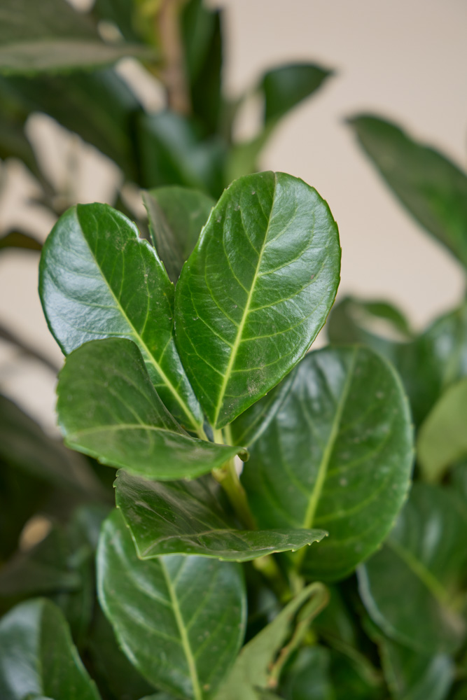 Kirschlorbeer-Ani-ALG INZ