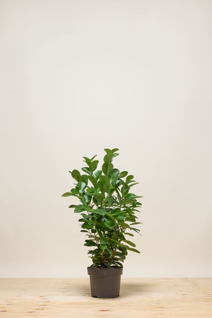 philodendron calkins gold 4" Pot Philodendron Calkin's Gold