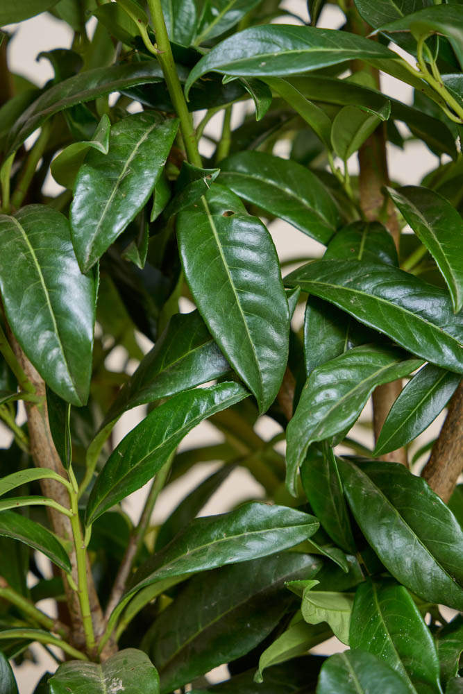 Kirschlorbeer 'Genolia' Wurzelballen 175-200 cm - Hedgy Heckenpflanzen