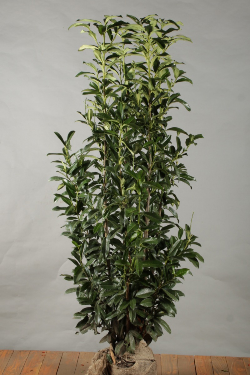 Kirschlorbeer 'Genolia' Wurzelballen 175-200 cm - Hedgy Heckenpflanzen