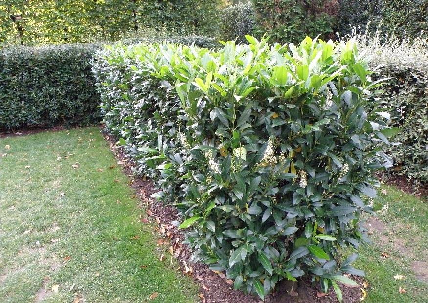 Kirschlorbeer 'Herbergii'