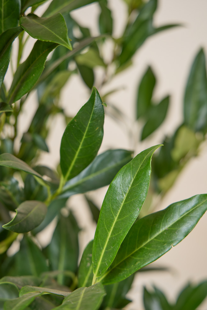 Kirschlorbeer-Herbergii-ALG INZ