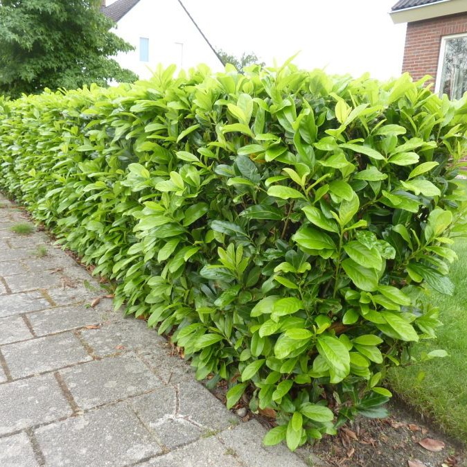 Kirschlorbeer 'Novita'