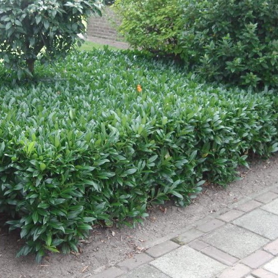 Kirschlorbeer 'Otto Luyken'