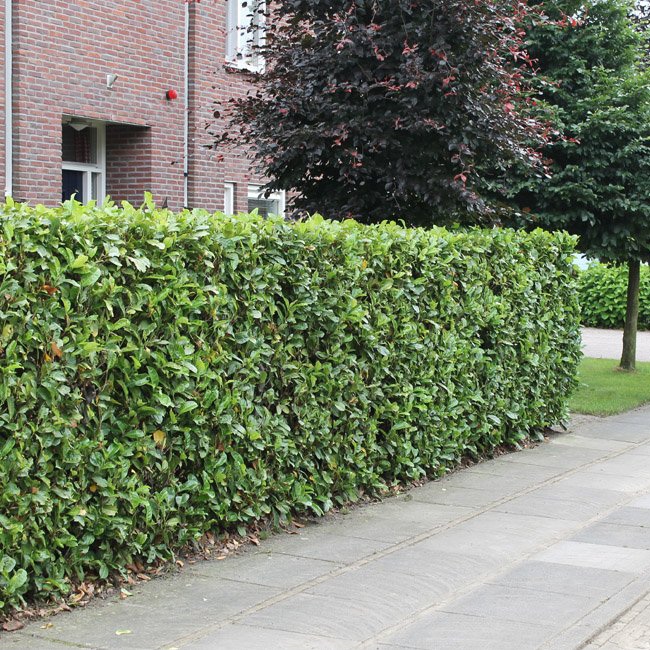 Kirschlorbeer ‘Rotundifolia’ 