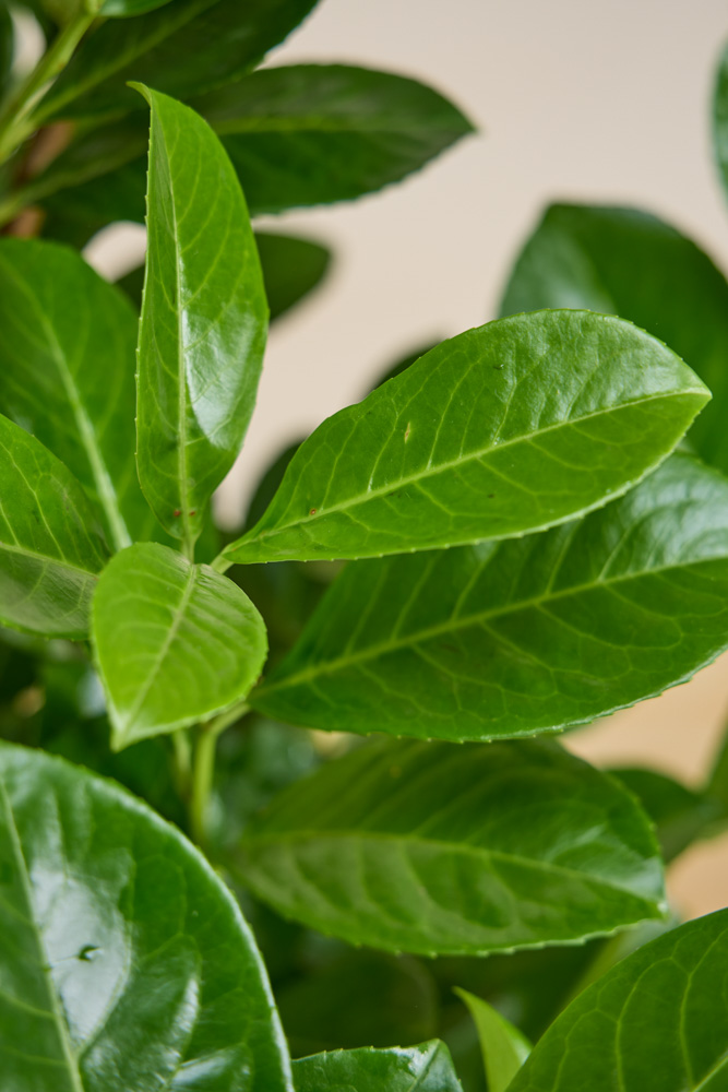 Kirschlorbeer-Rotundifolia-ALG INZ