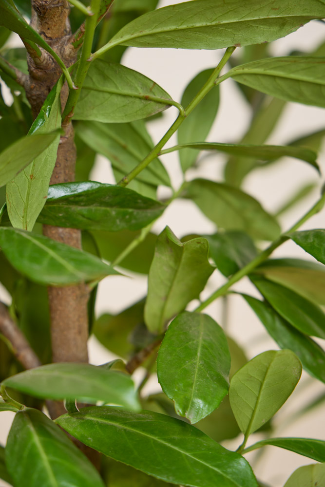 Laurier-Novita-ALG_INZ