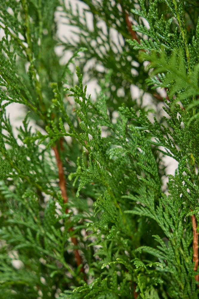 Lebensbaum-Atrovirens-ALG INZ