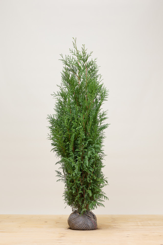 Lebensbaum-Atrovirens-Wurzelballen-150-175