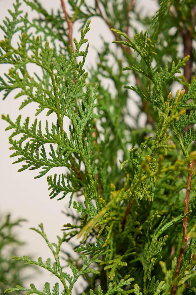 Lebensbaum-Brabant-ALG INZ