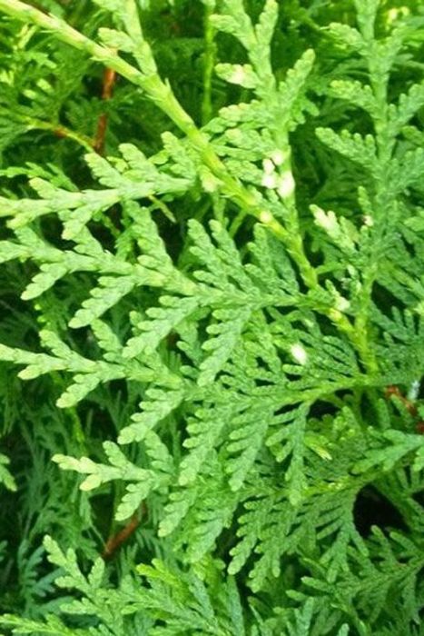 thuja aurea nana plant Thuja orientalis 'Aurea Nana' - Big and Bushy - Height 120-150cm main image 1
