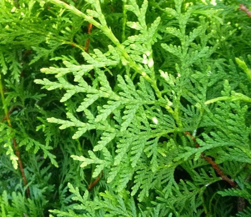 Lebensbaum 'Brabant' Wurzelballen 150-175 cm - Hedgy Heckenpflanzen