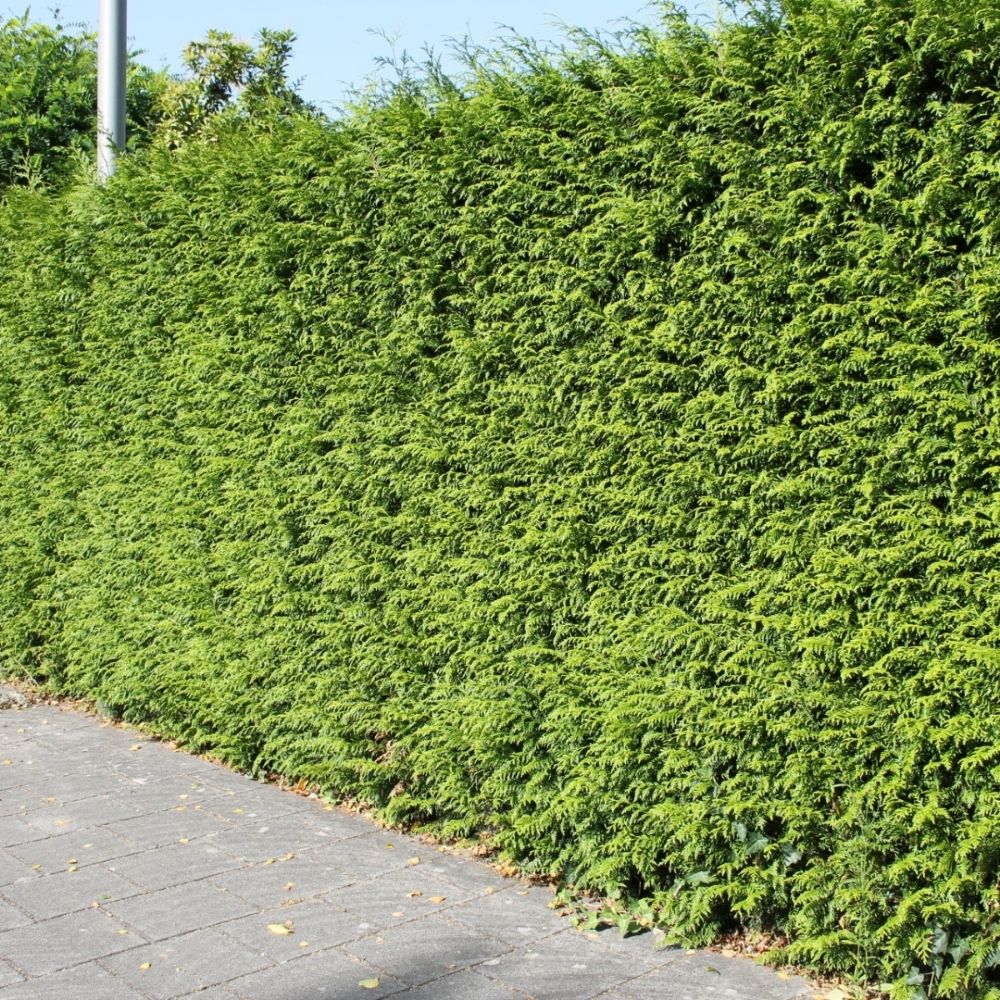 Lebensbaum 'Brabant' Wurzelballen 225-250 cm - Hedgy Heckenpflanzen